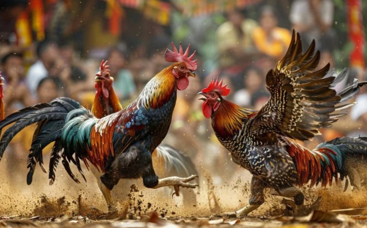 Đá Gà Truyền Thống Nét Văn Hóa Đặc Sắc